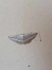 Scopula opicata