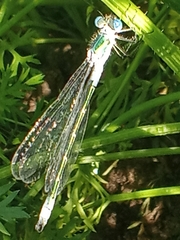 Lestes dryas