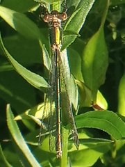 Lestes dryas