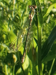 Lestes dryas