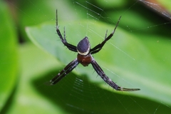 Argiope aemula