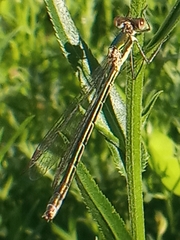 Lestes dryas