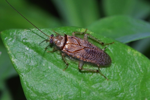 Small-spotted Cockroach photo 5