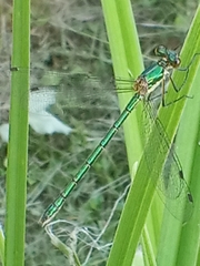 Lestes dryas
