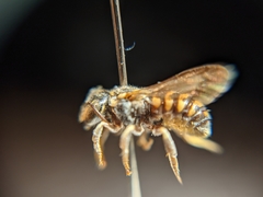 Dianthidium pudicum