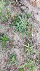 Phemeranthus napiformis