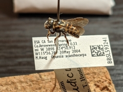 Dianthidium pudicum