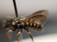 Dianthidium pudicum