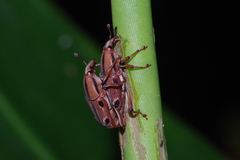 Sphenocorynes ocellatus