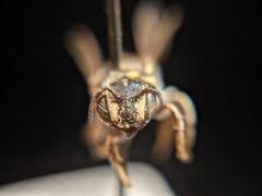 Dianthidium pudicum