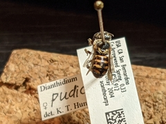 Dianthidium pudicum