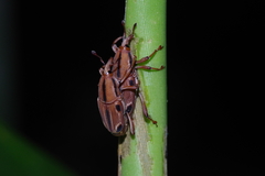 Sphenocorynes ocellatus