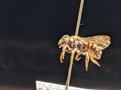 Dianthidium pudicum