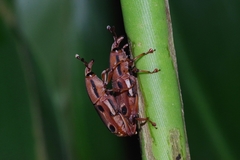 Sphenocorynes ocellatus