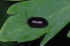 Perisphaerus pygmaeus