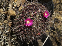 Mammillaria mystax