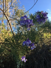 Psoralea arborea