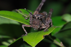 Traulia ornata okinawaensis