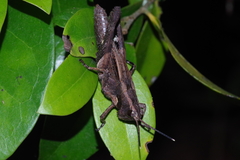 Traulia ornata okinawaensis