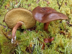 Xerocomus lentistipitatus