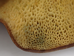 Xerocomus lentistipitatus