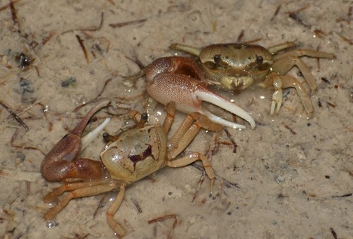 Leptuca panacea (Novak & Salmon, 1974)