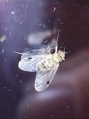 Chrysopilus modestus