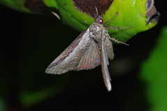 Lophoptera squammigera