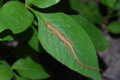 Takydromus smaragdinus