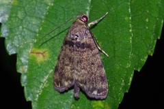 Labanda akioseinoi