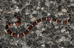 Lampropeltis annulata