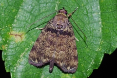 Labanda akioseinoi
