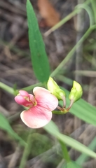 Lathyrus sylvestris
