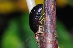 Perisphaerus pygmaeus