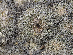 Coryphantha retusa