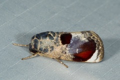 Calymera picta
