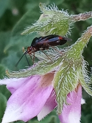Deraeocoris ruber