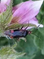 Deraeocoris ruber