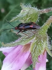 Deraeocoris ruber