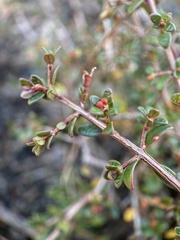 Pseudanthus divaricatissimus