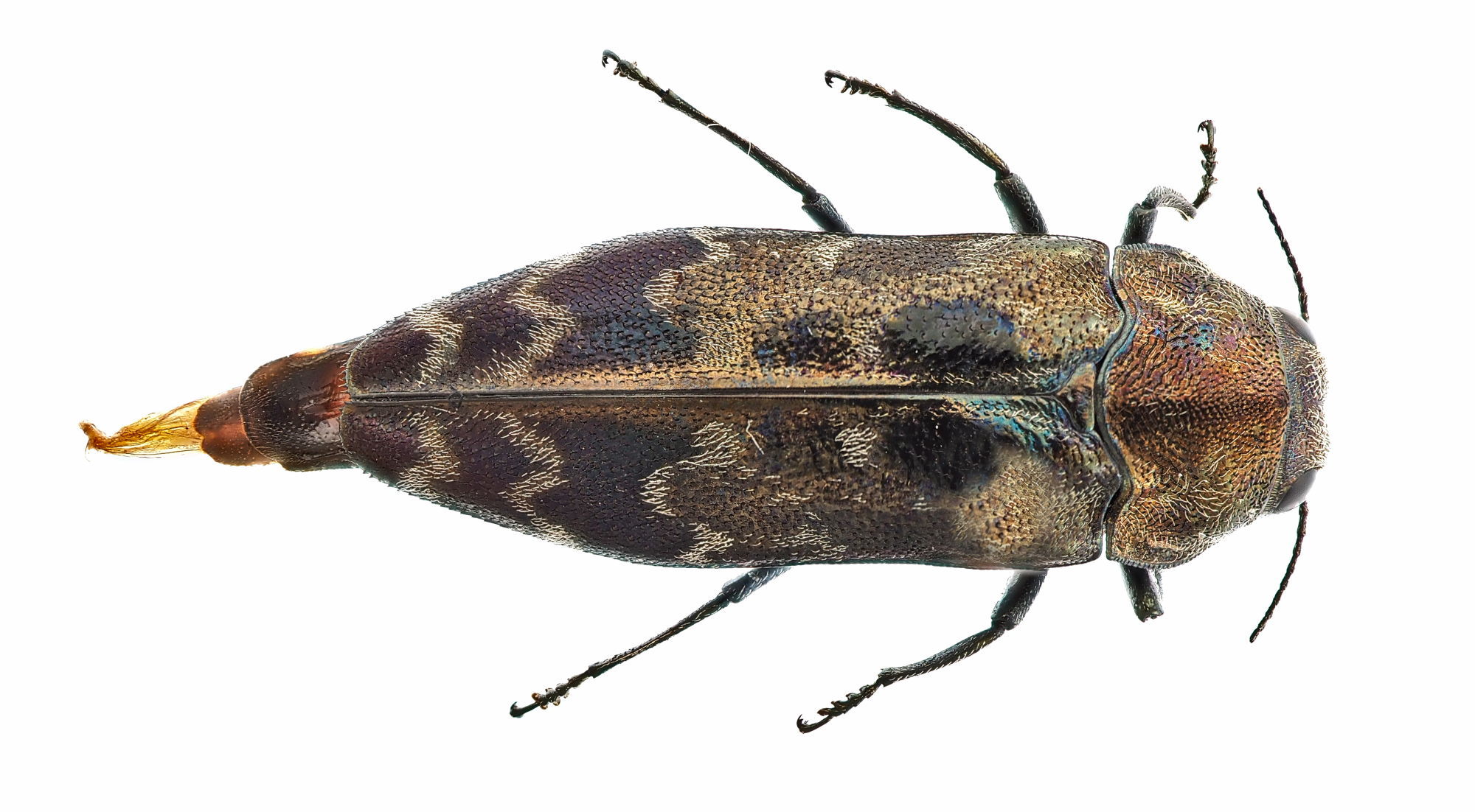 Coraebus undatus (Fabricius, 1787)