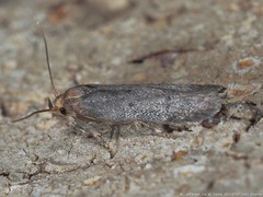 Holcocera chalcofrontella