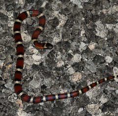 Lampropeltis annulata