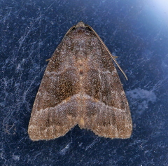 Ogdoconta altura