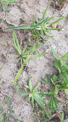 Phemeranthus napiformis