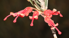 Grevillea pityophylla