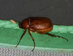 Phyllophaga crinita