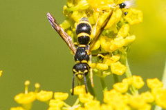 Parancistrocerus pedestris
