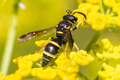 Parancistrocerus pedestris