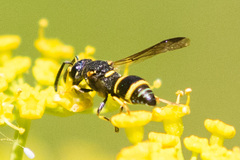 Parancistrocerus pedestris